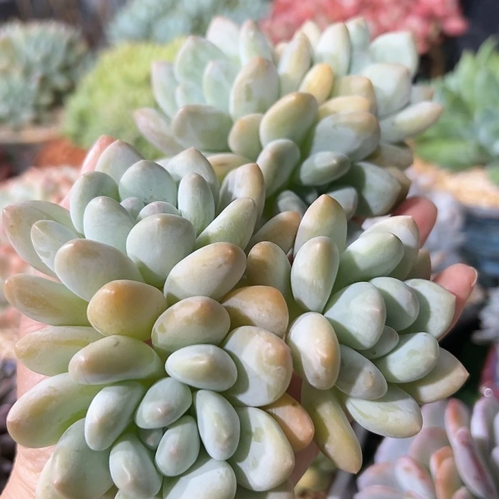 多肉植物 香水群