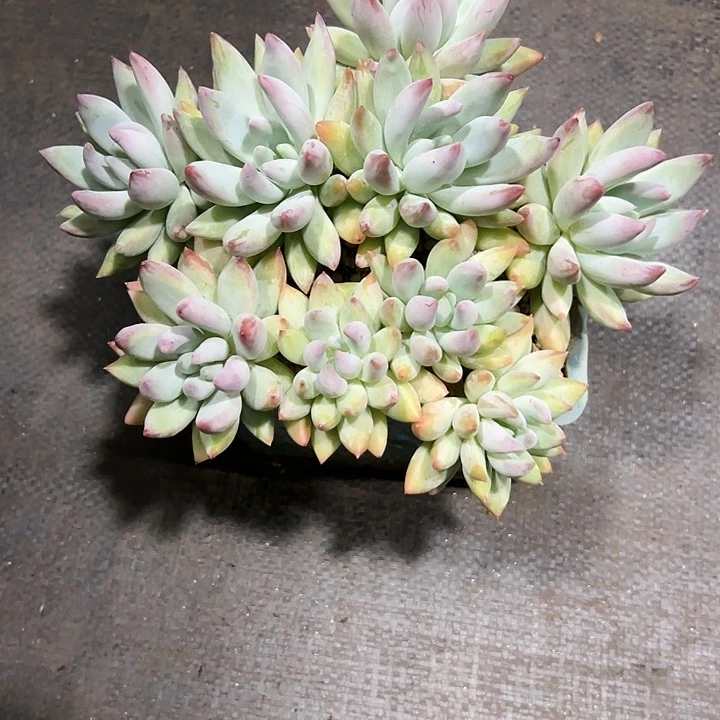 十*妺多肉植物 香索群