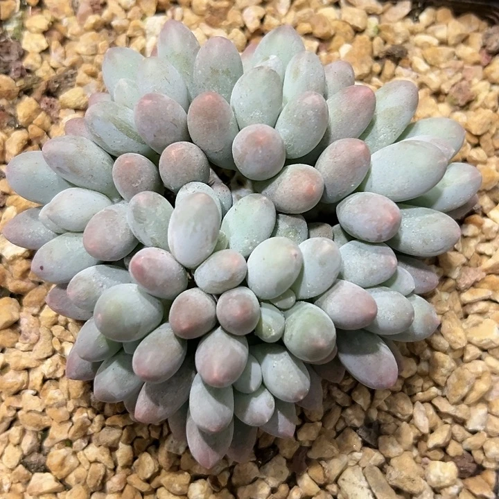 多肉植物 汤圆群
