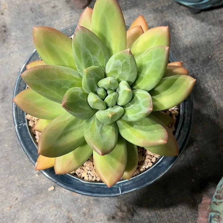 多肉植物 海洋之歌