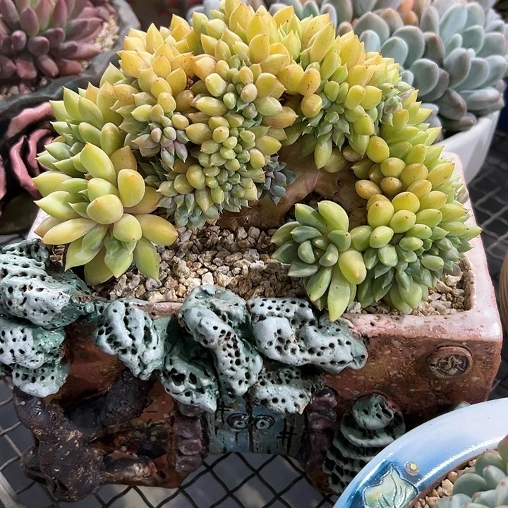 多肉植物红蜻蜓多肉