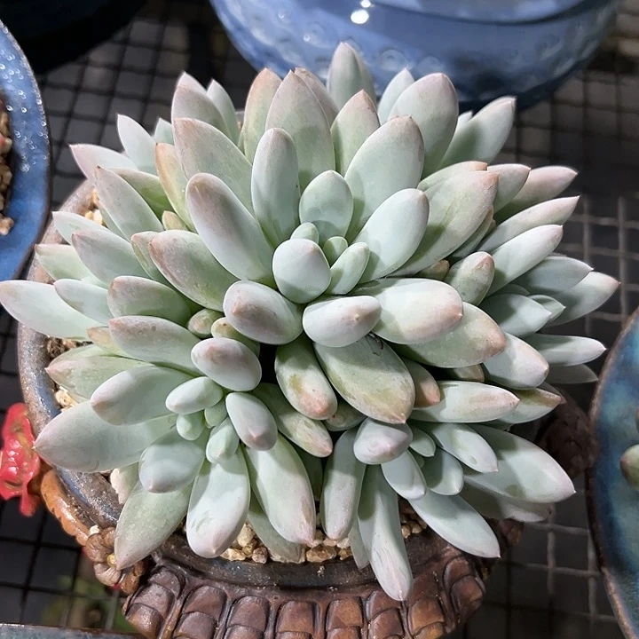 多肉植物 香索群