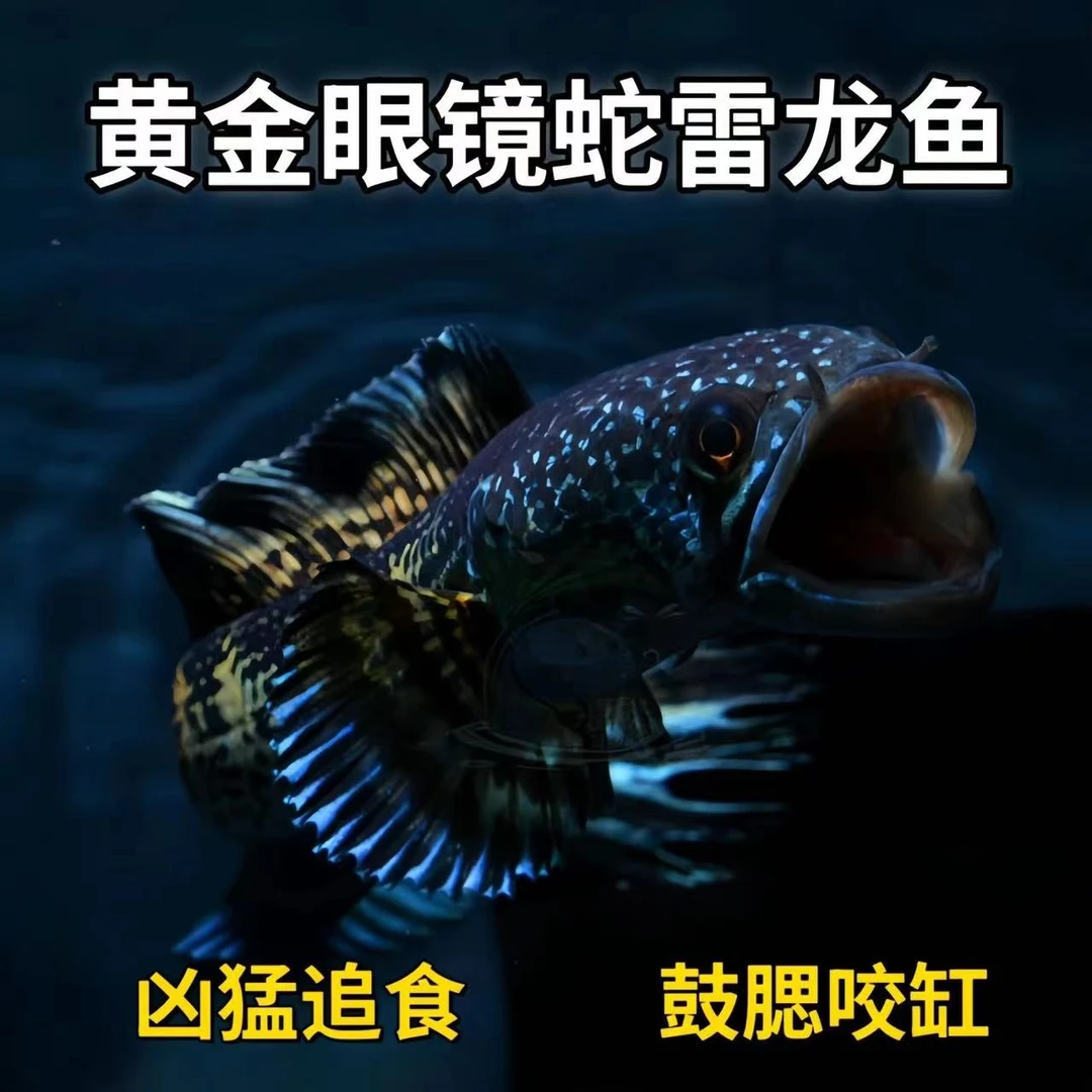 黄金眼睛蛇雷龙鱼