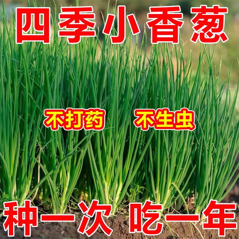 四季小香葱籽小香葱种子阳台室内盆栽葱种子耐寒蔬菜种子家庭菜种