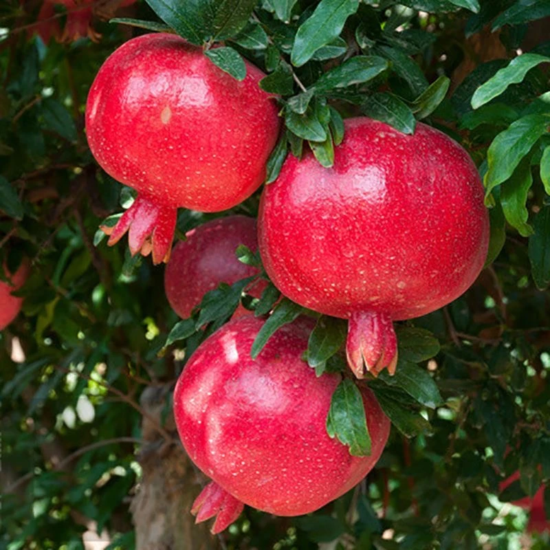 突尼斯软籽黑软籽蒙阳红公斤红宝石大果甜石榴耐热抗寒四季种植