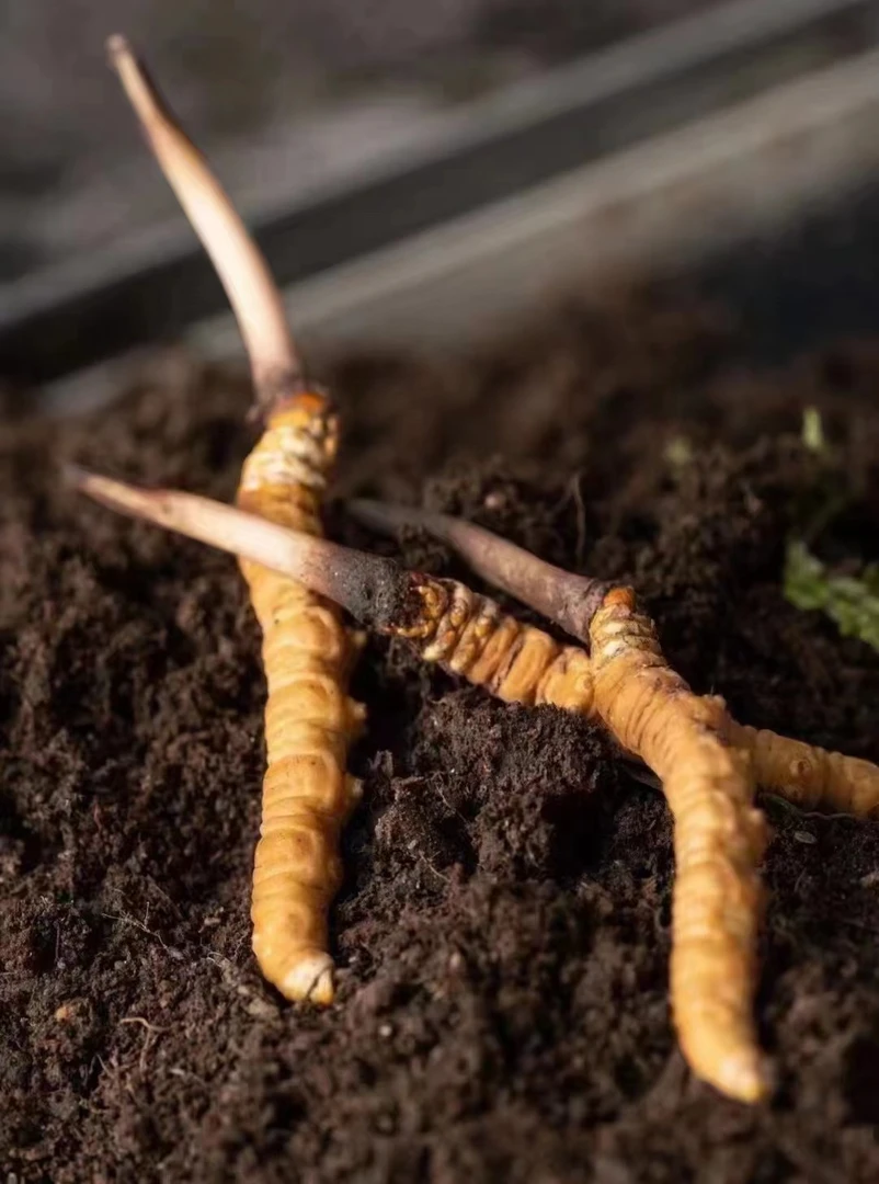 阿坝州冬天的虫夏天的草小草根茎10.30.50.100根