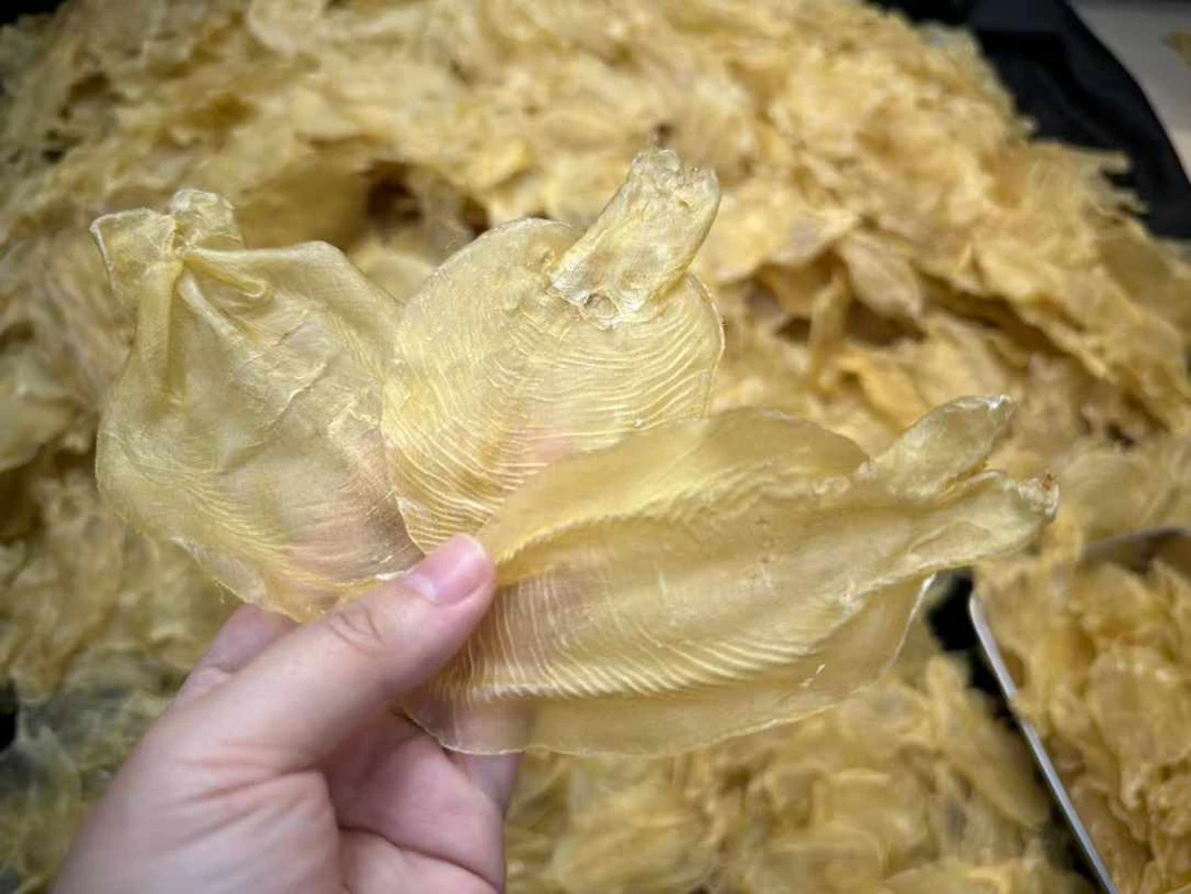 野生厚肉甲肚 口感Q弹爽口鱼胶 咸水黄花胶蜘蛛片正品花胶1-500克