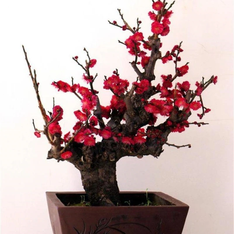 梅花盆景老桩直播间一物一拍