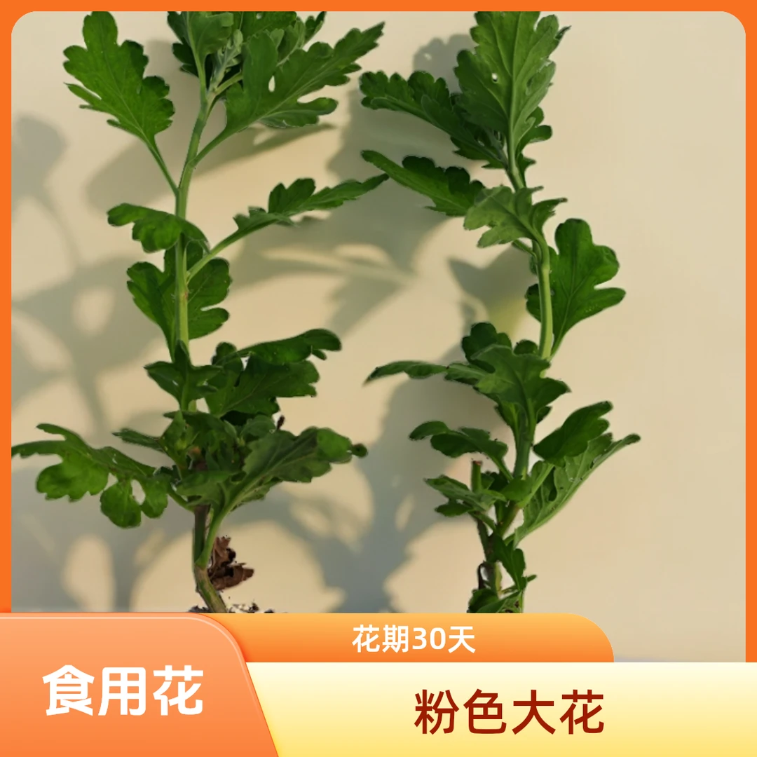 食用菊花苗，菊花苗，食用花卉，菊花宴，菊花茶。食用花。花茶。