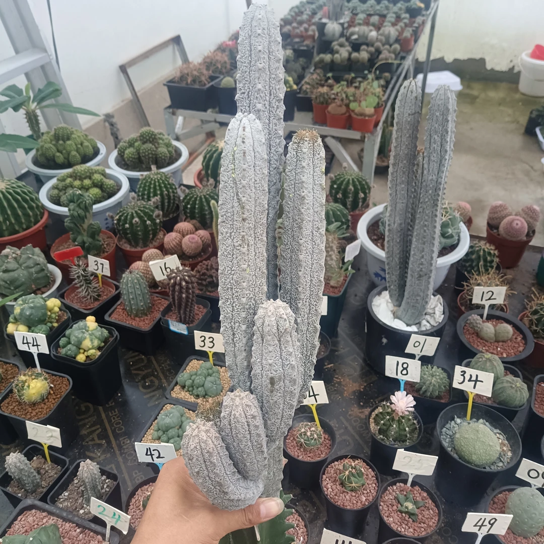 【雅迪麒麟水泥柱】仙人球一物一拍