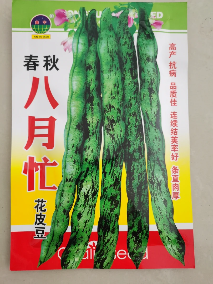 八月忙豆角籽条直肉厚