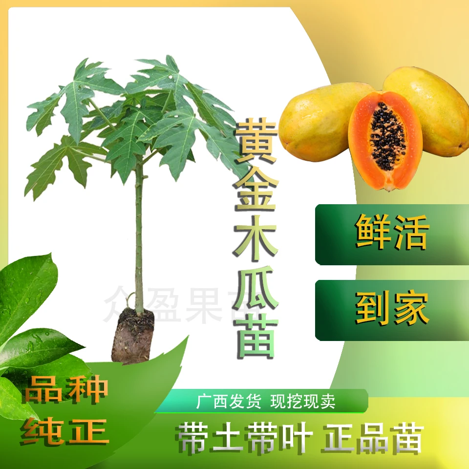 木瓜苗 黄金水果木瓜苗 盆栽地栽 南方种植当年结果多次开花结果