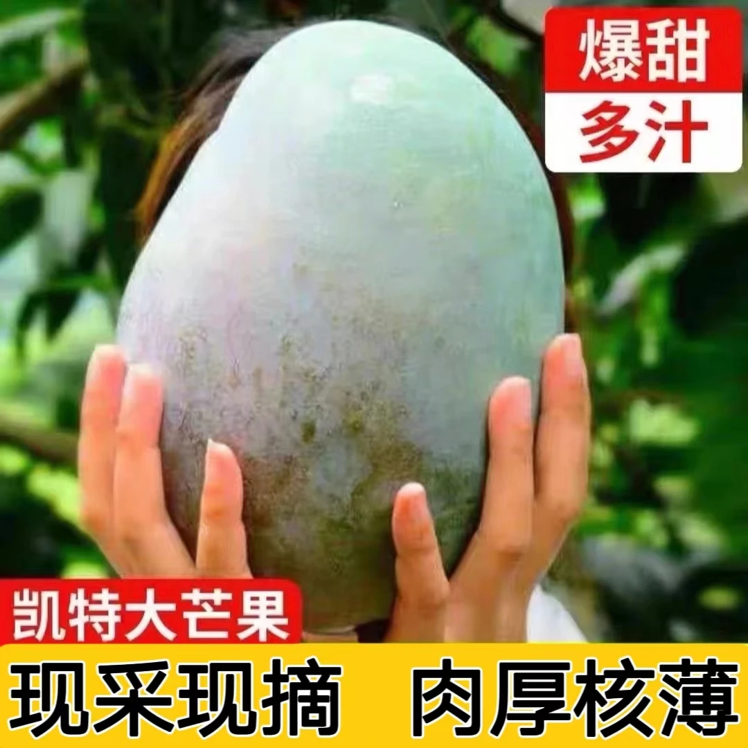 【当季水果】四川攀枝花凯特大芒果新鲜采摘3斤大果香甜多汁