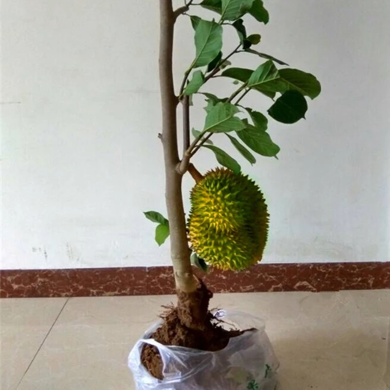 嫁接榴莲树苗四季新品榴莲苗盆栽地栽耐寒耐旱南北方种植当年结果