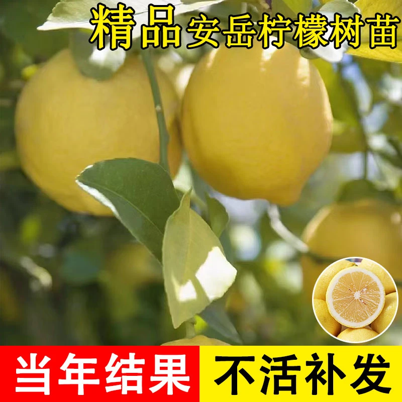 安岳柠檬树苗庭院盆栽果树苗尤力克黄柠檬苗四季结果带土当年结果
