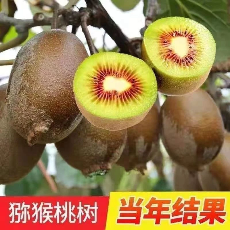 红心猕猴桃树苗南北方种植嫁接果苗盆栽地载当年结果猕猴桃树苗