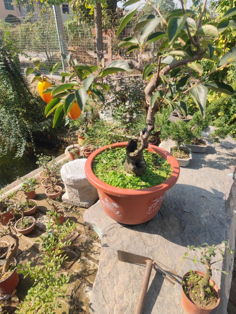 金弹子盆景盆栽绿植栽培春季植物枝条脆易断