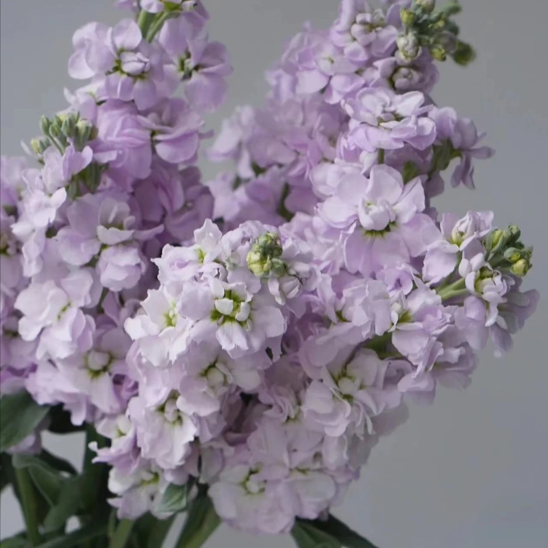 【董小姐】 紫罗兰鲜切花