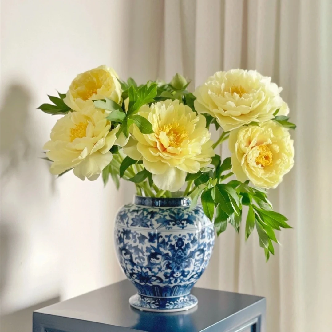 【董小姐 雍容华贵芍药花 【芭茨拉】芍药