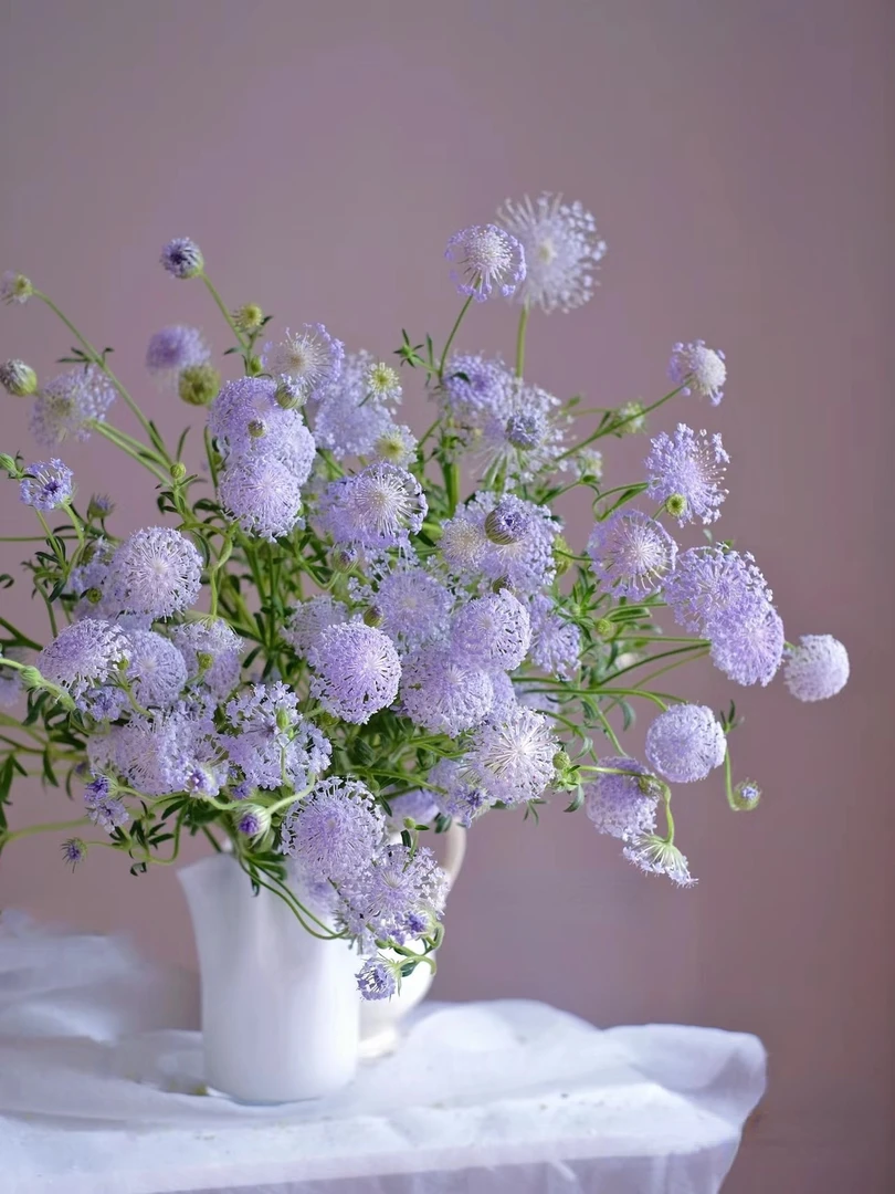 【翠珠】水培鲜切花 高级好养