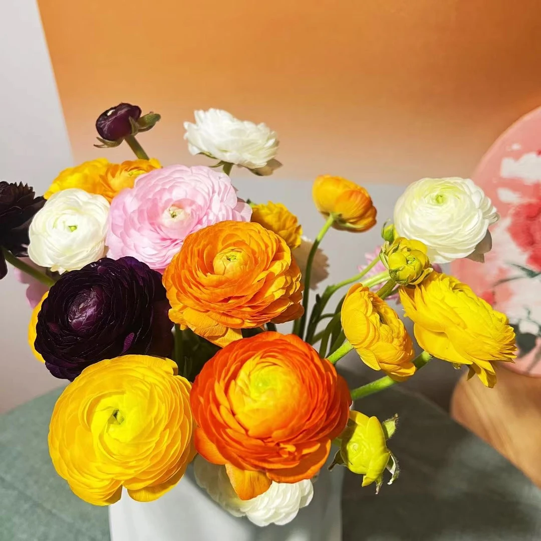 【董小姐】精选 洋牡丹鲜花多颜色鲜切花