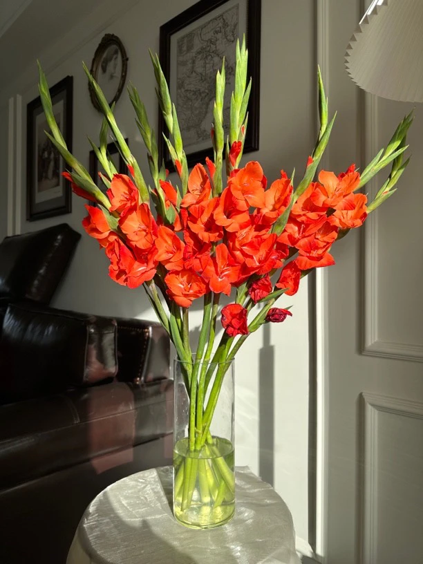 【董小姐】红色剑兰鲜花新手必入顺丰包邮