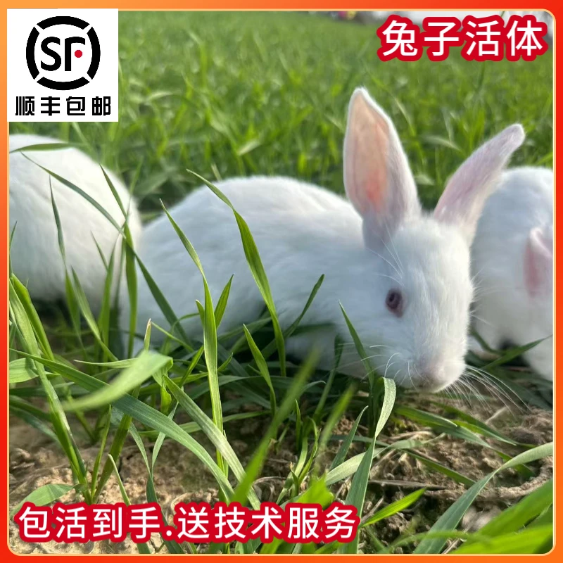 【顺丰包邮】兔子活体新西兰肉兔小白兔小花兔兔子活物