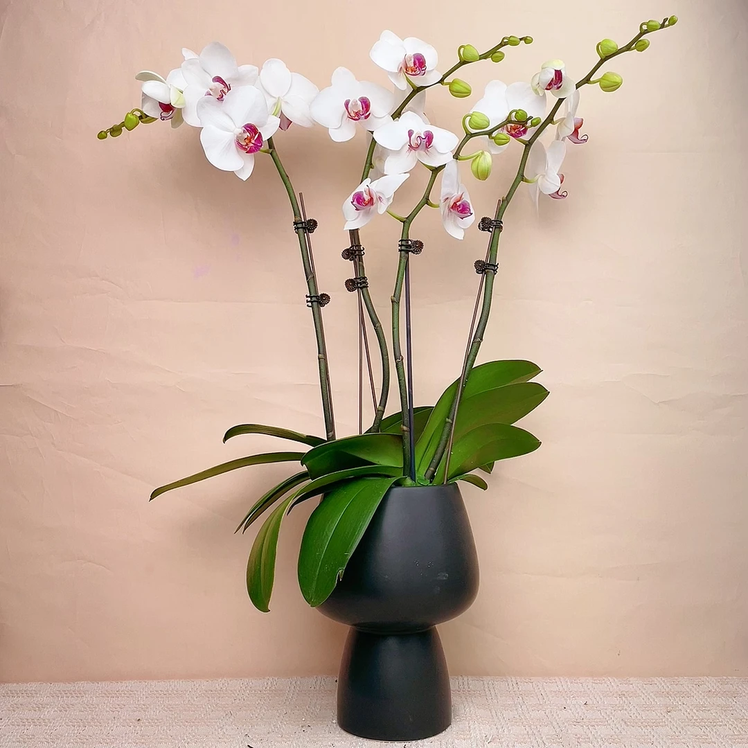 一木宠粉【甜美人】欧品蝴蝶兰绿植花卉艺术高端组盆系列植株盆栽