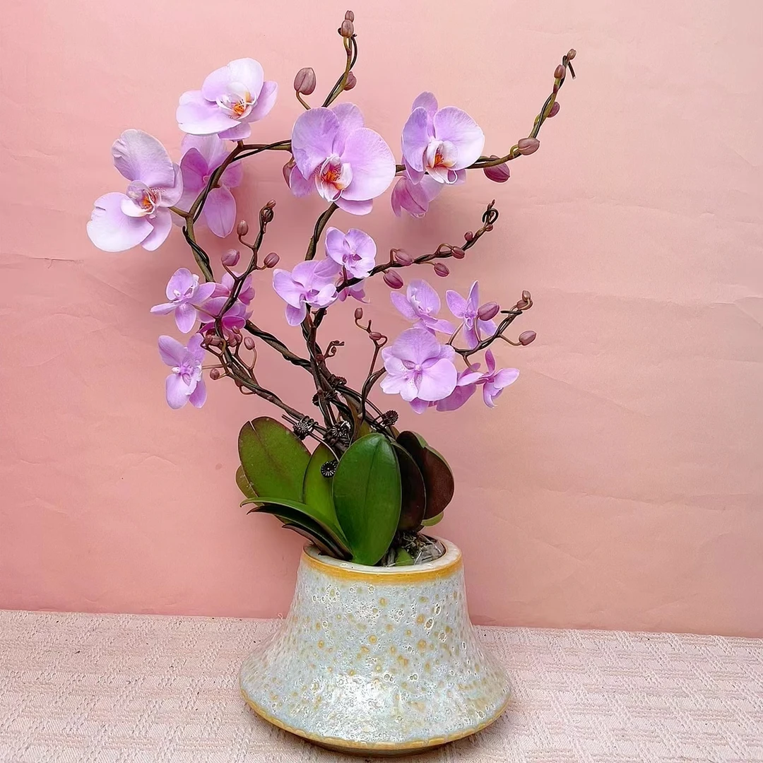 一木精选【微醺姑娘】蝴蝶兰鲜花高雅轻奢简易绿色美观栽培轻奢盆栽