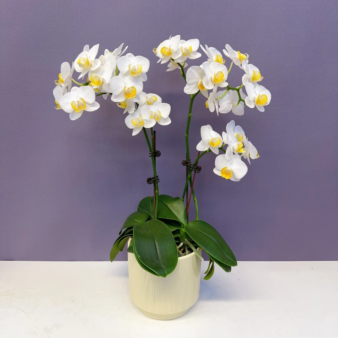 花仙子【玉观音】优雅蝴蝶兰轻奢唯美室内绿植花卉艺术高级盆栽