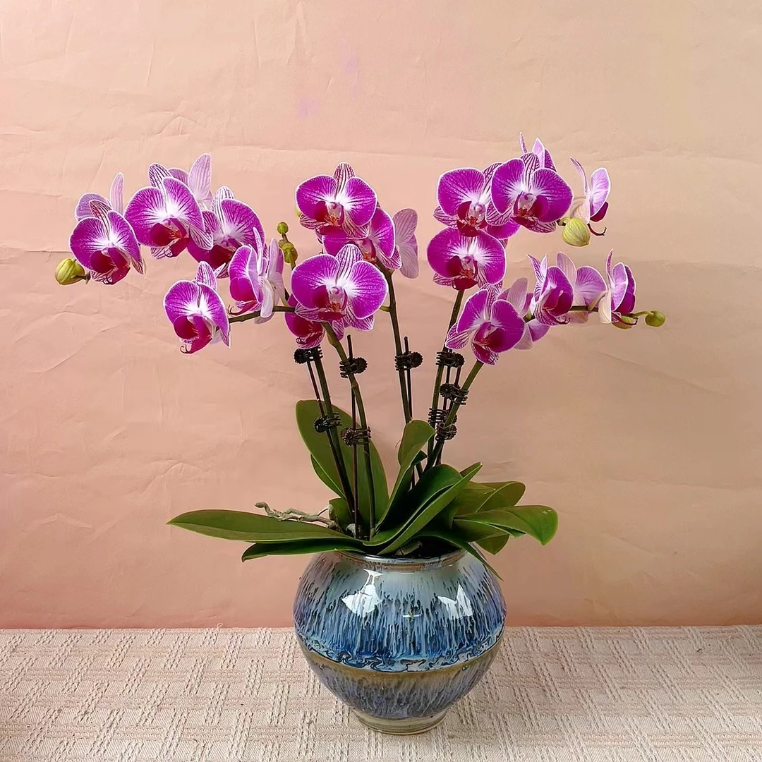 一木精选【  双色鸟  】精品蝴蝶兰室内绿植花卉高端艺术组盆系列