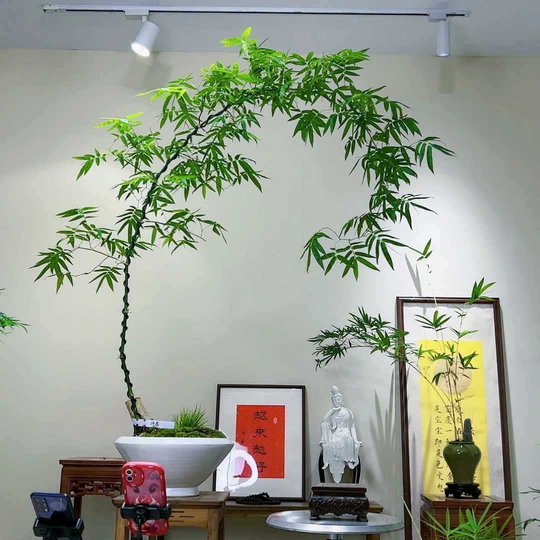 摩****店老桩精品竹盆景
