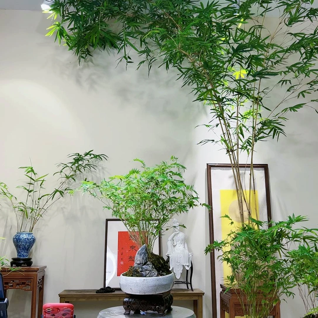心**雪老桩精品竹盆景