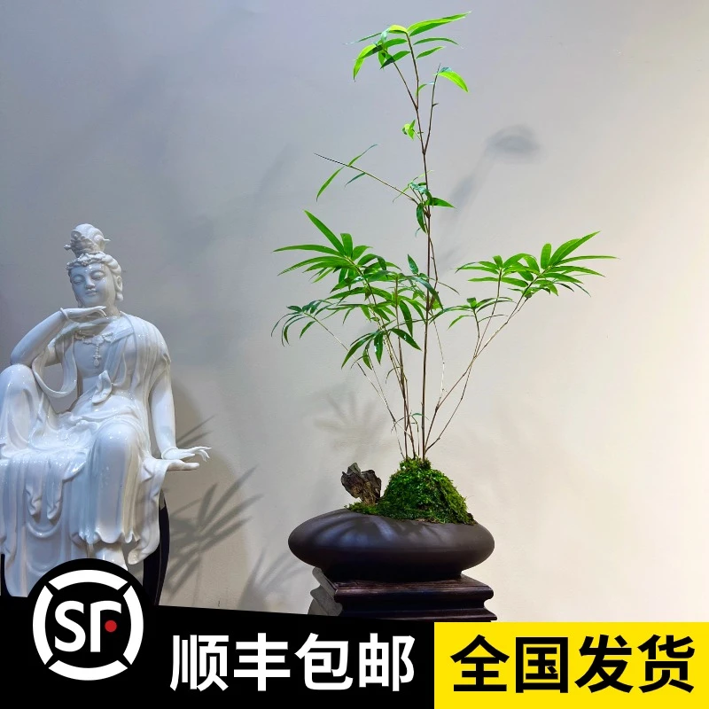 茶桌摆件桌面盆景精品老枞红竹盆栽红观音竹带宜兴紫沙盆包邮茶室