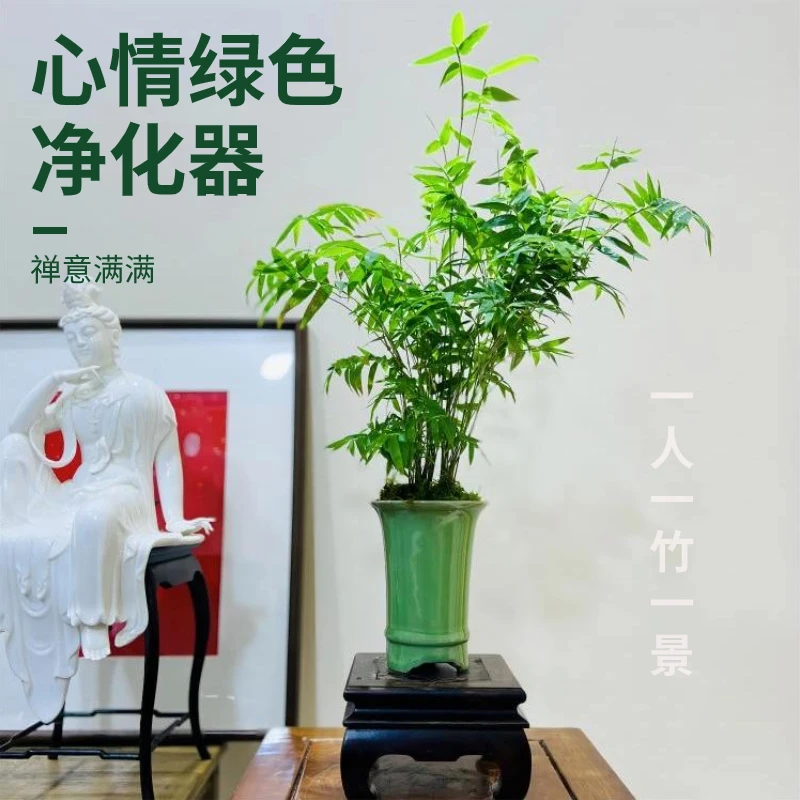 竹子盆景盆栽【冰裂纹玉观音竹精致款】带国风树脂底座禅意满满精品