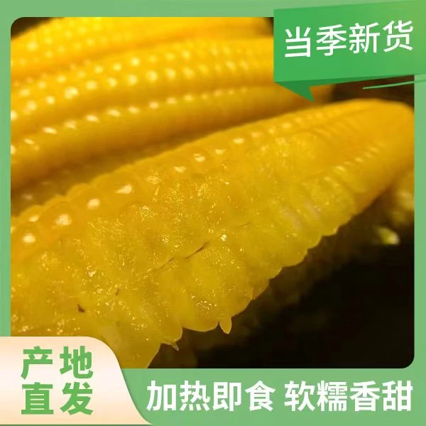 当季新货甜糯玉米 1级棒10根包邮 2500克