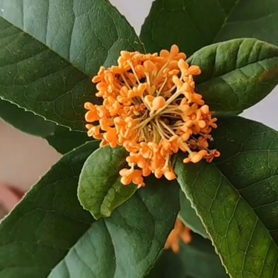 浓香型四季桂花盆栽庭院阳台绿植带花苞