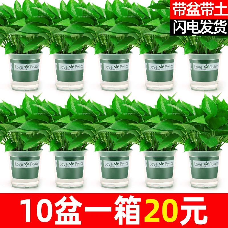 盆栽适用好养吸除甲醛净化空气水培植物绿植花卉盆栽绿箩批发室内