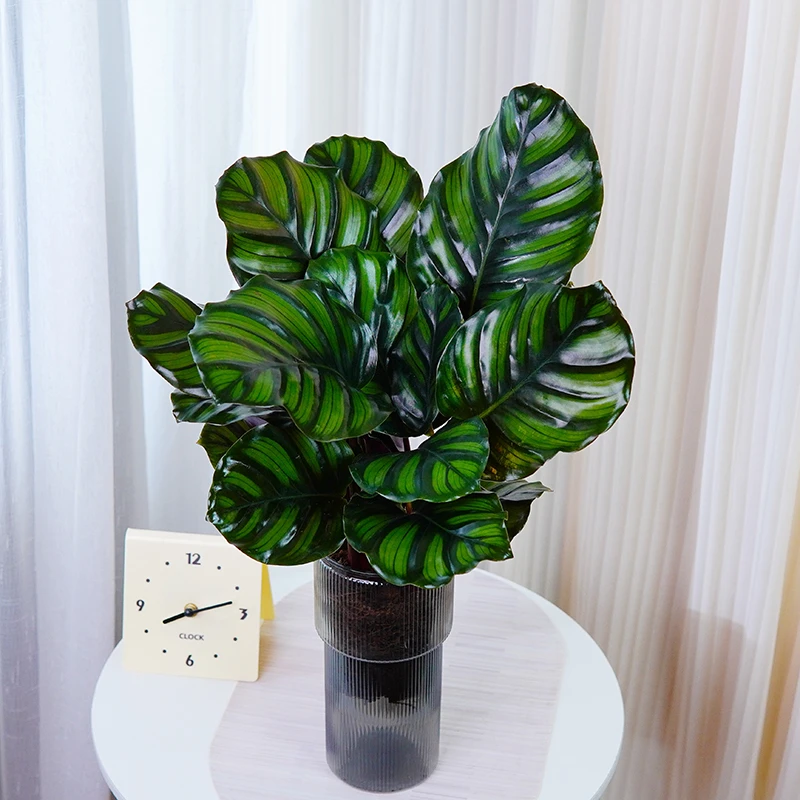 红苹果竹芋室内客厅好养办公桌四季北欧竹芋植物盆栽观叶绿植