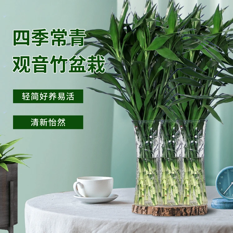 筱特惠水培粗大易养长根富贵竹节节高植物懒人好养办公居家室内绿