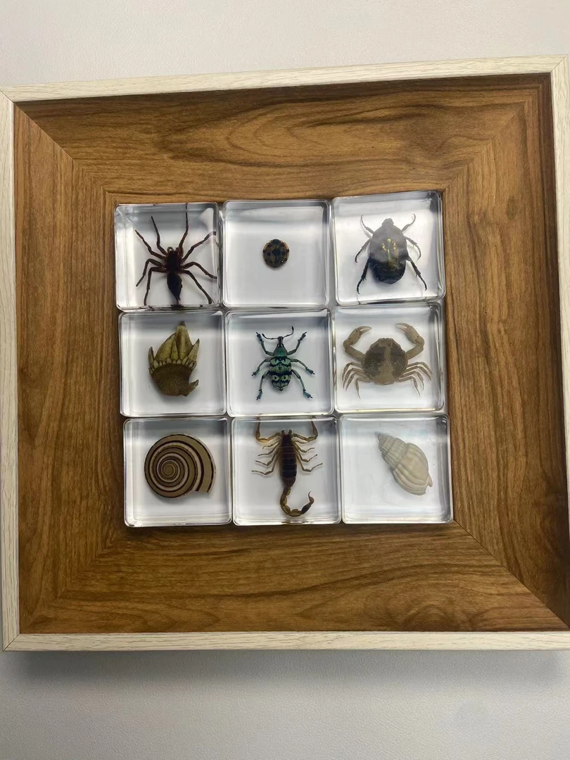 真实动植物标本盲袋