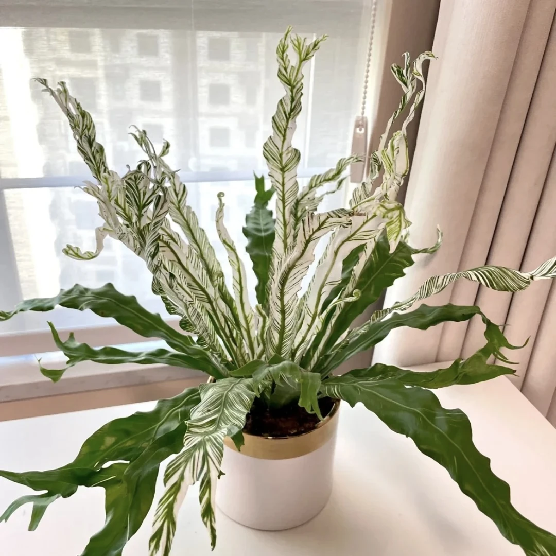 白锦鸟巢蕨 白月光锦叶鹿角鸟巢蕨室内稀有阳台植物办公桌面盆栽