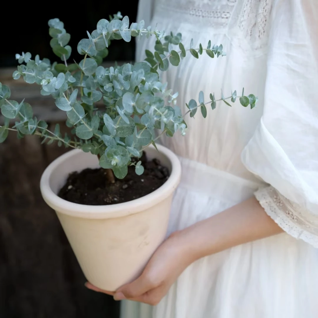 网红尤加利盆栽苹果桉银水滴圆叶净化空气室内阳台