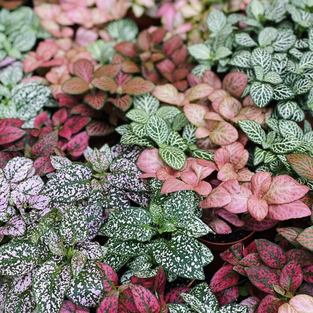 网纹草室内小盆栽水陆缸造景雨林彩叶草创意迷你绿植花