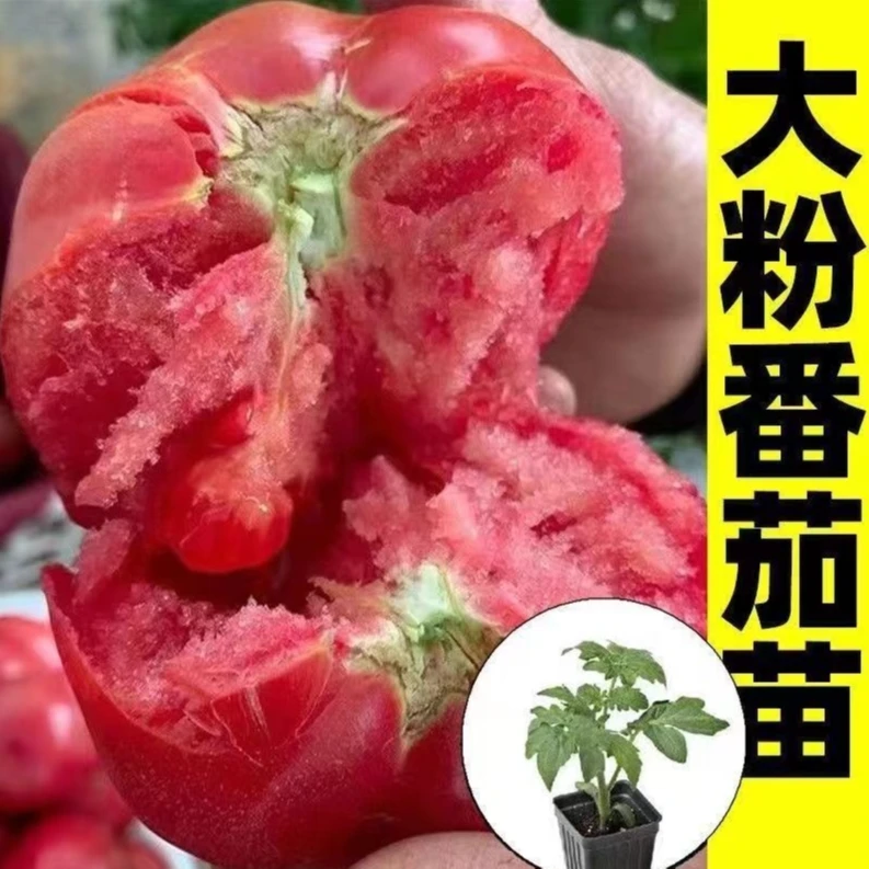 番茄种子苗粉果沙瓤草莓西红柿种籽大棚四季阳台盆栽菜苗易活