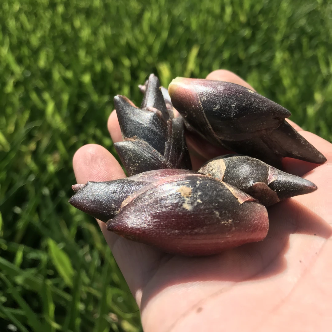 【农户】恩施高山阳荷/洋姜洋荷 现摘现发 新鲜蔬菜 3斤装