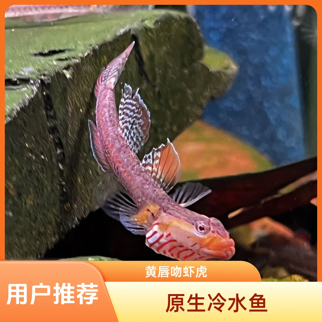 黄唇吻虾虎 原生冷水鱼免加温翻沙溪流缸观赏