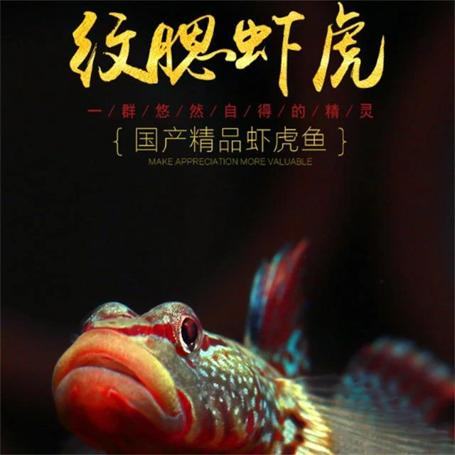 练手纹腮吻虾水质冷水观赏鱼纹鳃鳑鲏工具造景溪流缸活体鱼缸造景