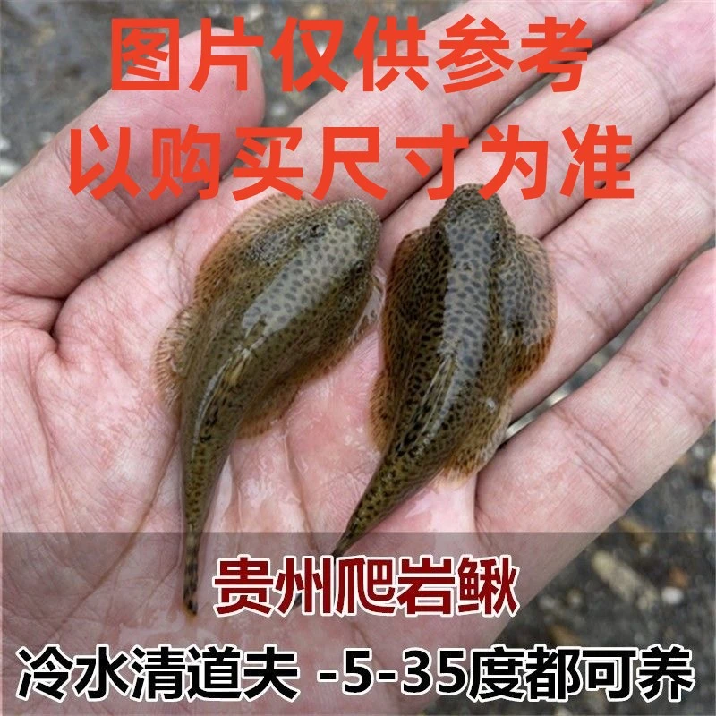 冷水清洁鱼爬岩鳅吸鳅除藻缸壁工具鱼清洁鱼观赏鱼溪流贵爬琵琶鱼