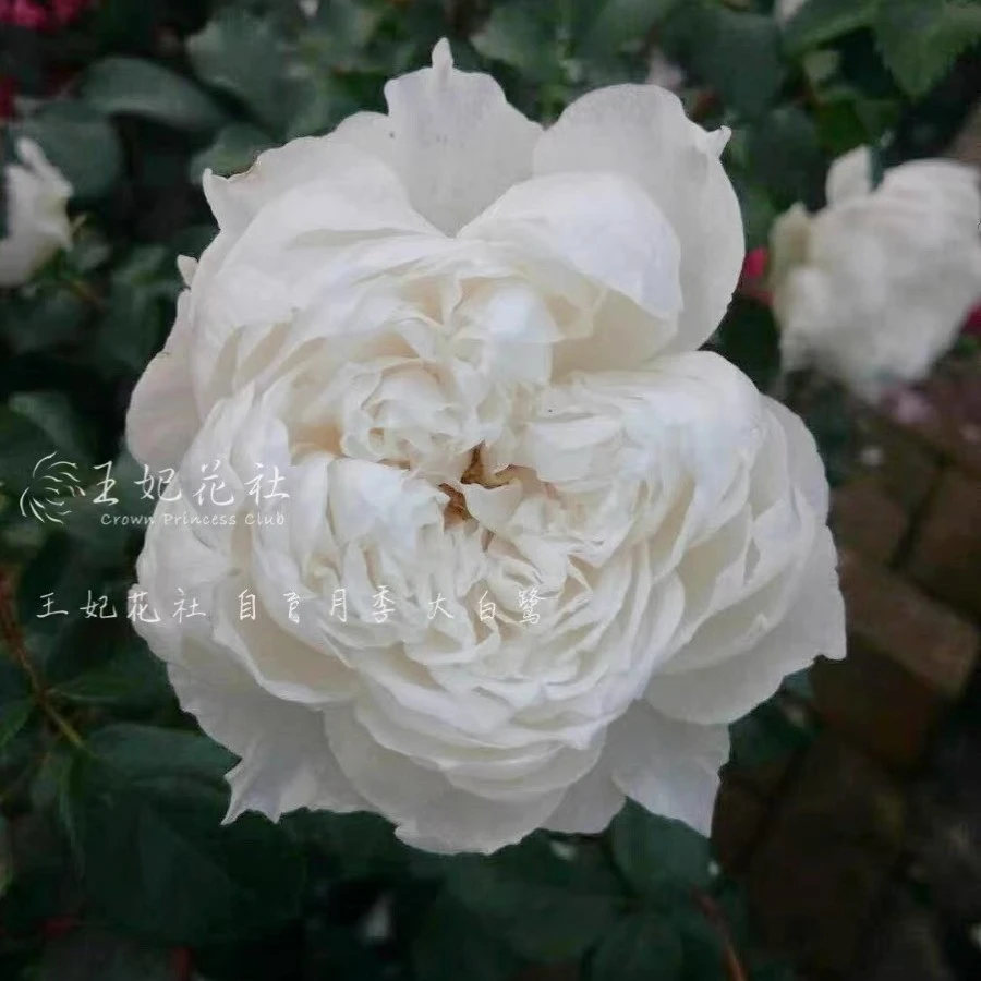 直播礼包丰花灌木多头勤花月季花苗抗病庭院盆栽玫瑰
